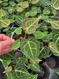 Anthurium Clarinervium