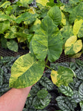 Alocasia Gageana 'Aurea'