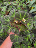 Begonia Rex 'Soli-Mutata' | Begonia
