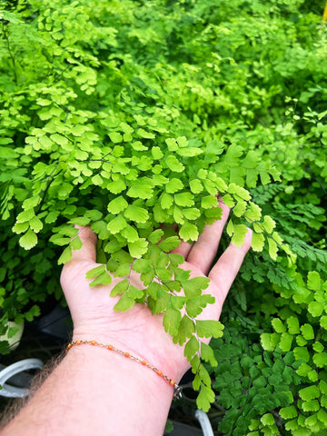 Adiantum Pedatum 'Maidenhair' | Fougère 'Cheveux de Vénus'