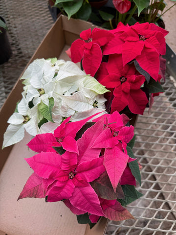 Red Poinsettia | Euphorbia pulcherrima