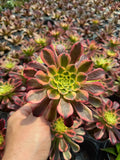 Aeonium 'Mardi Gras'