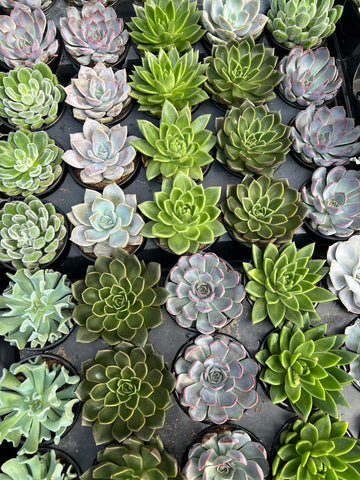 Succulentes Surprises