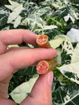 Citronnier Caviar | Finger Lime