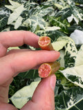 Citronnier Caviar | Finger Lime