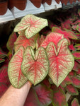 Caladium 'Summer Breeze'
