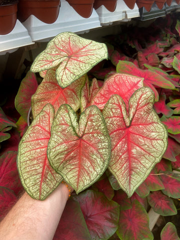 Caladium 'Summer Breeze'