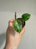 Monstera Deliciosa 'Bulbasaur'