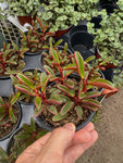 Peperomia Graveolens 'Ruby Glow'