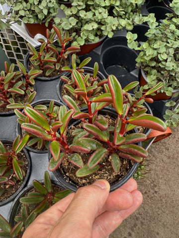 Peperomia Graveolens 'Ruby Glow'