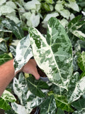 Alocasia Mitcholitziana 'Frydek Variegata'