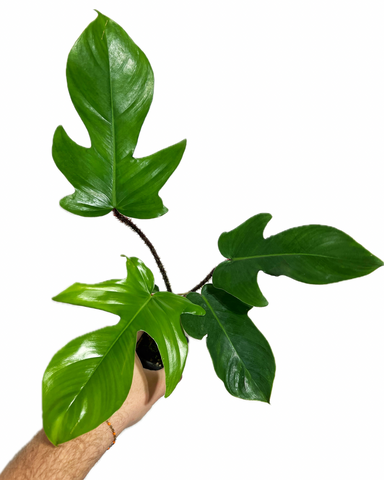 Philodendron 'Squamiferum'