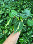 Philodendron 'Silver Stripe'