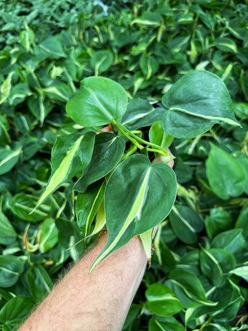 Philodendron 'Silver Stripe'