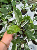 Philodendron 'White Princess'