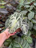 Alocasia 'Venom'