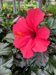 Hibiscus 'Adonicus Pink'
