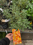 Kumquat | Citrus Margarita