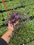 Tradescantia Multiflora 'Purple Bridal Veil'