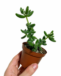 Delosperma Echinatum | Pickle Plant