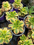 Aeonium arboreum 'Kiwi'