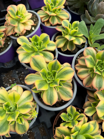 Aeonium arboreum 'Kiwi'