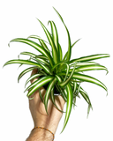 Chlorophytum Comosum 'Variegata' | spider plant