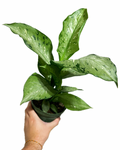 Dieffenbachia 'Memoria corsii'