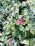 Beloperone Guttata Variegata | Plante Crevette