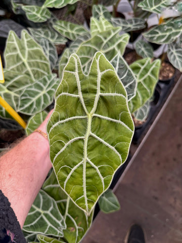 Alocasia Watsoniana *Big Type