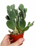 Opuntia Microdasys 'Albata' | Cactus bunny ears