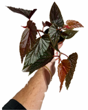 Begonia Maculata 'Pink Dot' | Bégonia