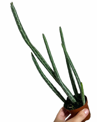 Senecio Stapeliiformis