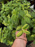 Tradescantia Sillamontana Variegata