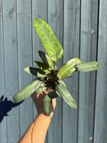 Aloe Medivera 'Tropical'