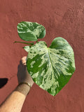 Monstera Deliciosa 'Bulbasaur'