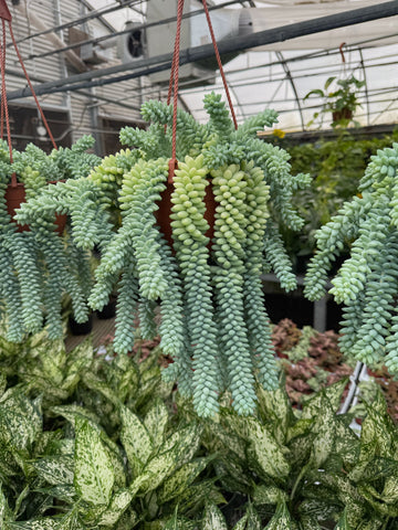 Sedum Morganianum 'Burrito'