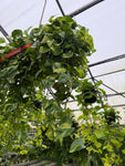 Pothos 'Golden'