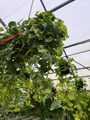 Pothos 'Golden'
