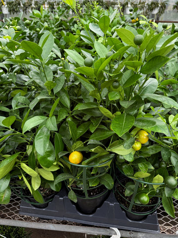 Calamondin | Oranger d'appartement