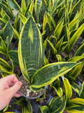 Sansevière 'Golden Flame'