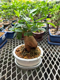 Bonsaï - Ficus Ginseng