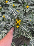 Aphelandra Squarroza 'Dania' | Aphelandra Zebra
