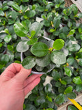 Ficus Microcarpa 'Green Island'