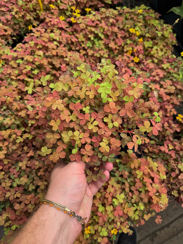 Oxalis Spiralis 'Aurea'