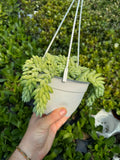 Sedum Morganianum 'Donkey's Tail'