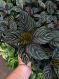 Calathea Ornata 'Pinstripe'