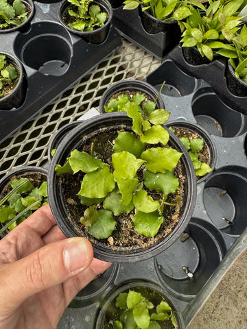 Hoya Endauensis
