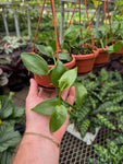 Vanilla Planifolia | Vanilla