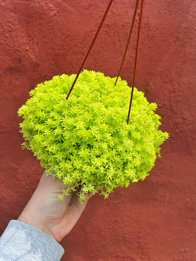 tokyo sun plant indoor Sedum Japonicum 'Tokyo Sun' – Végétal Design Qc